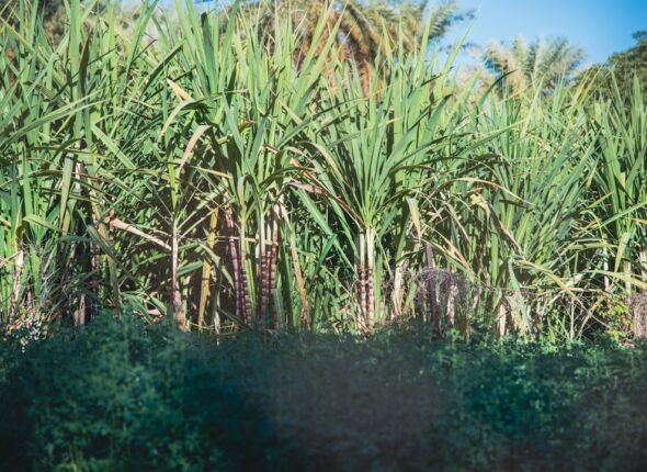 Campo de cana-de-açúcar ao entardecer, matéria-prima para produção de etanol de segunda geração e xilitol