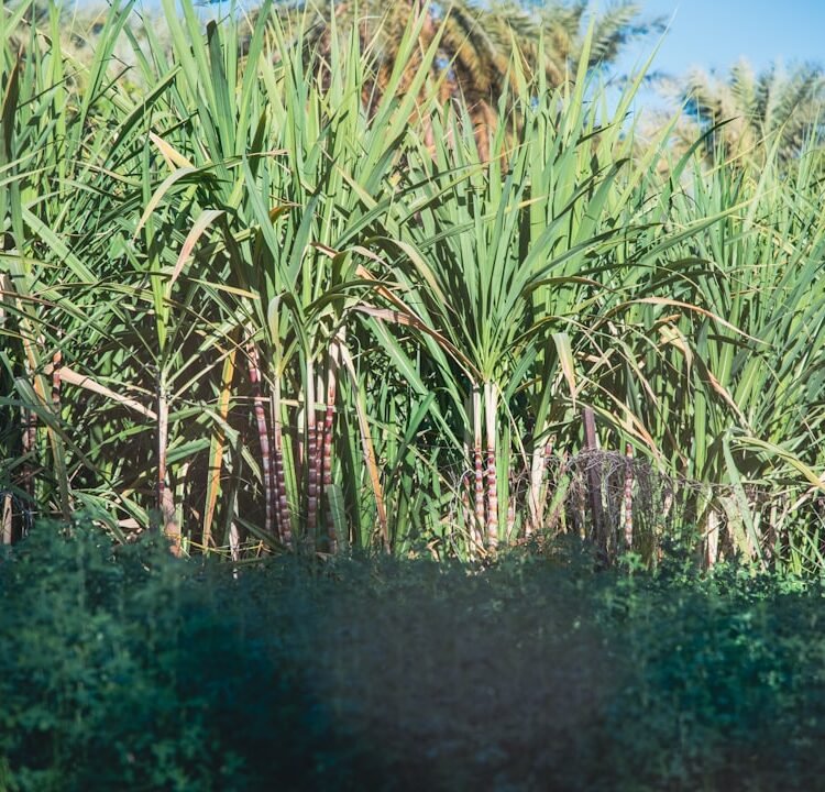 Campo de cana-de-açúcar ao entardecer, matéria-prima para produção de etanol de segunda geração e xilitol